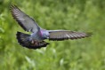 /album/fotogaleria-galeria/a250px-rock-dove-natures-pics-jpg1/
